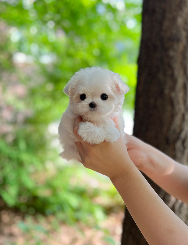 강아지 썸네일