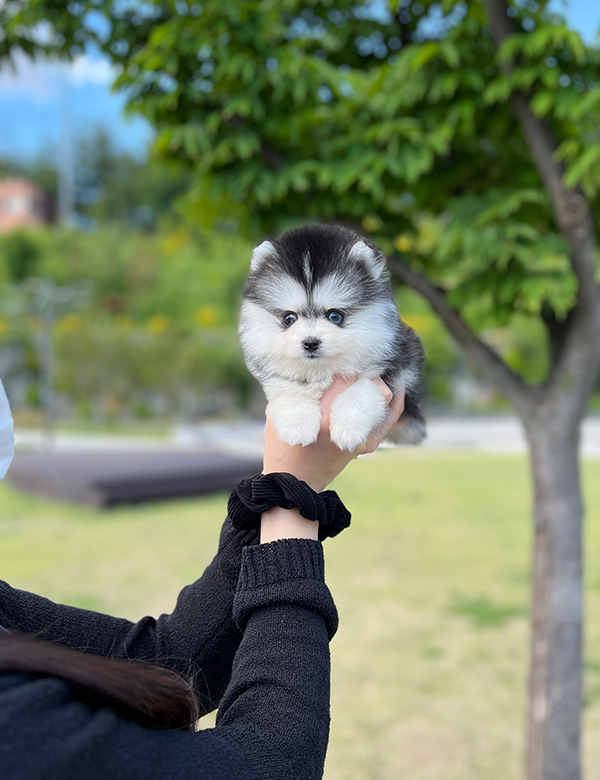 강아지 썸네일