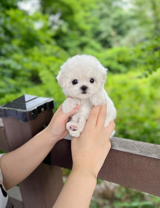 강아지분양 썸네일