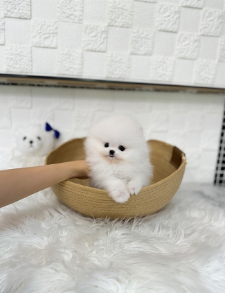 강아지분양 썸네일
